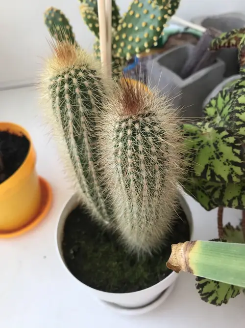 Cactus cierge laineux