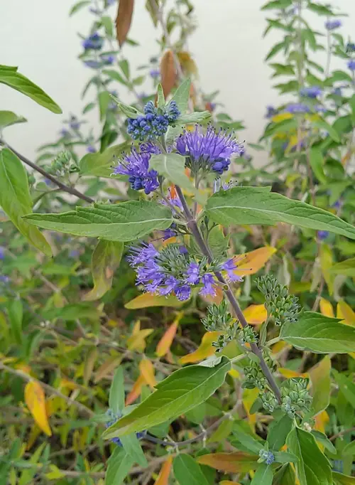 Caryopteris × clandonensis 'Heavenly Blue'