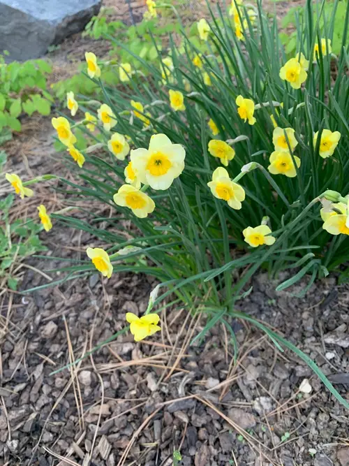Narcissus jonquilla 'Sun Disc'