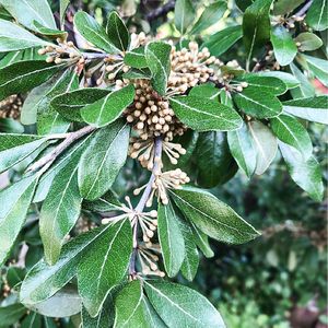 Coma (Sideroxylon lanuginosum) - PictureThis