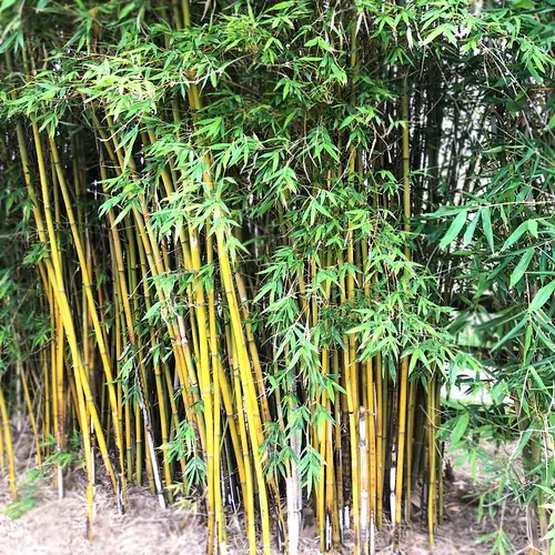 Common bamboo