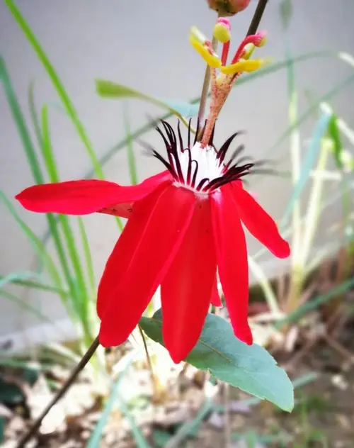 Perfumed passionflower 'Scarlet Flame'