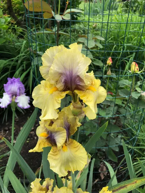 Irises 'Secret Rites'