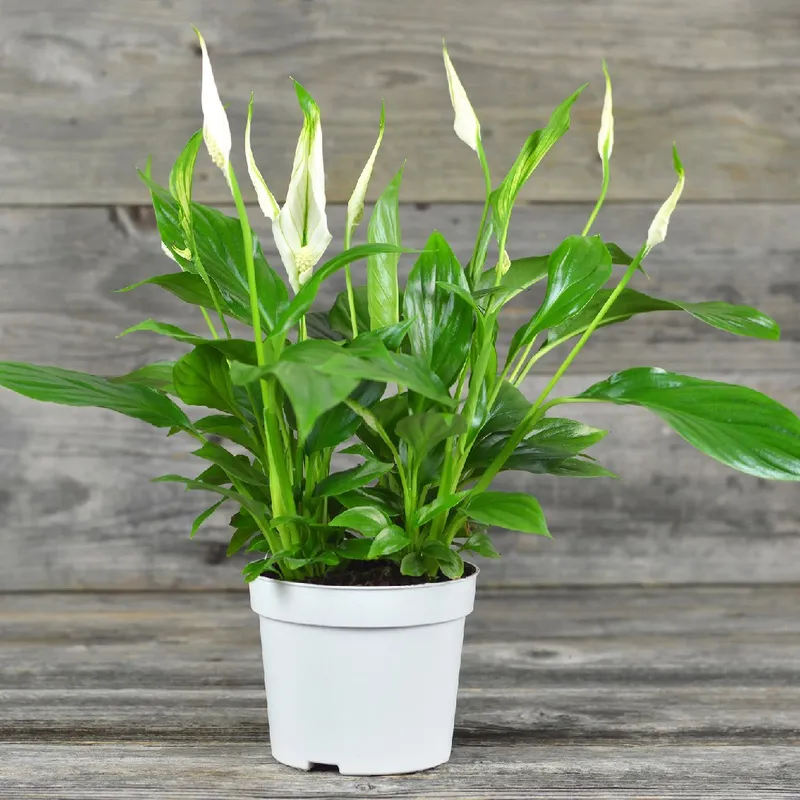 yucca cane height Yucca Cane for Sale