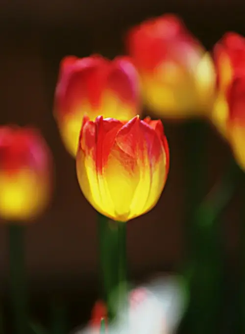 Tulips 'Suncatcher'