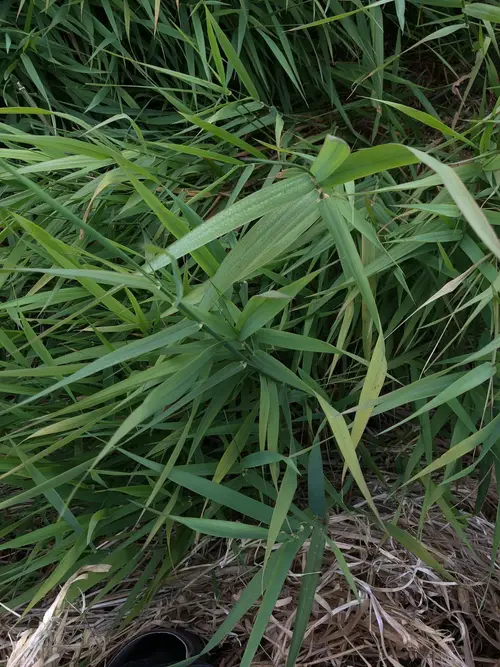 Taiwan grass