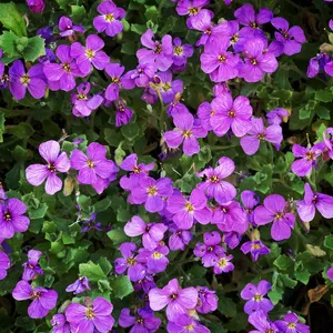 Griechisches Blaukissen - Aubrieta deltoidea (Pflege, Merkmale, Blume,  Bilder)