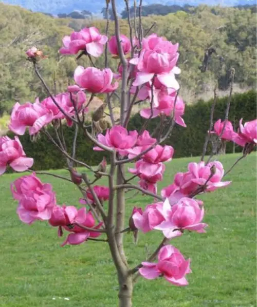 Magnolia sprengeri var. diva 'Copeland Court'