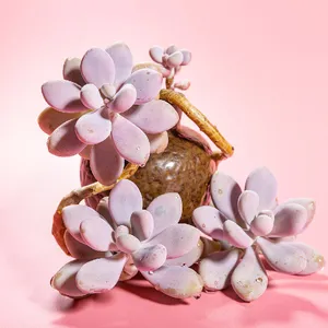 Jewel Leaf Plant (Graptopetalum amethystinum) - PictureThis