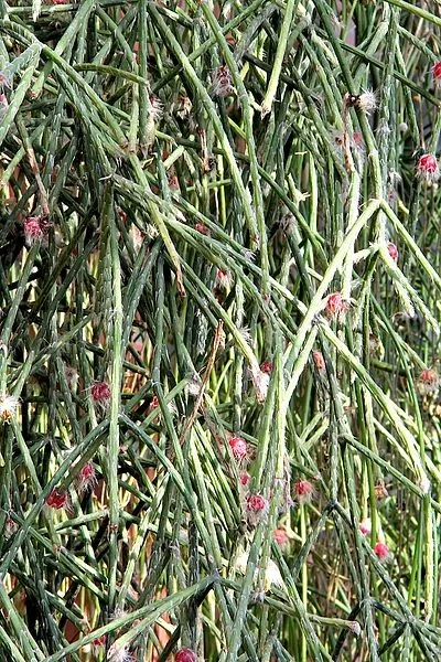 welchen dnger in der bltephase Purgrn Bloom-Dnger 1 Liter
