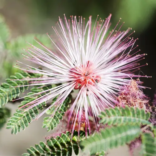 Cosahui del norte (Calliandra eriophylla) - PictureThis