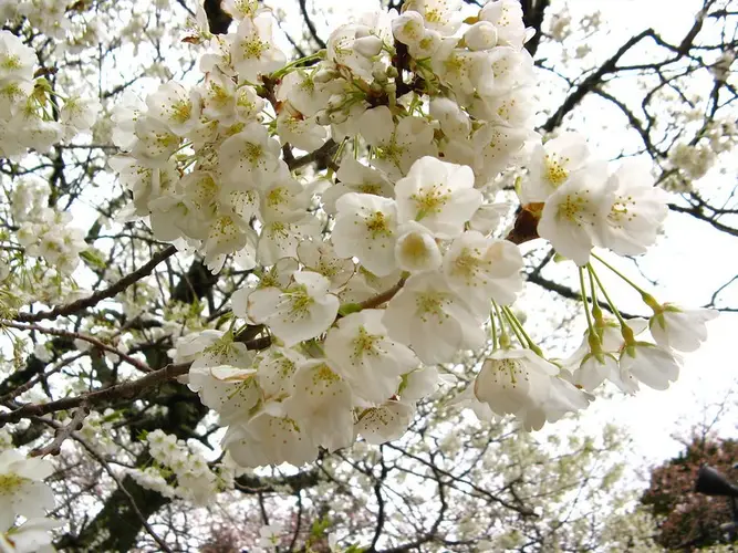 Cerasus × nikaii 'Midori-yoshino'