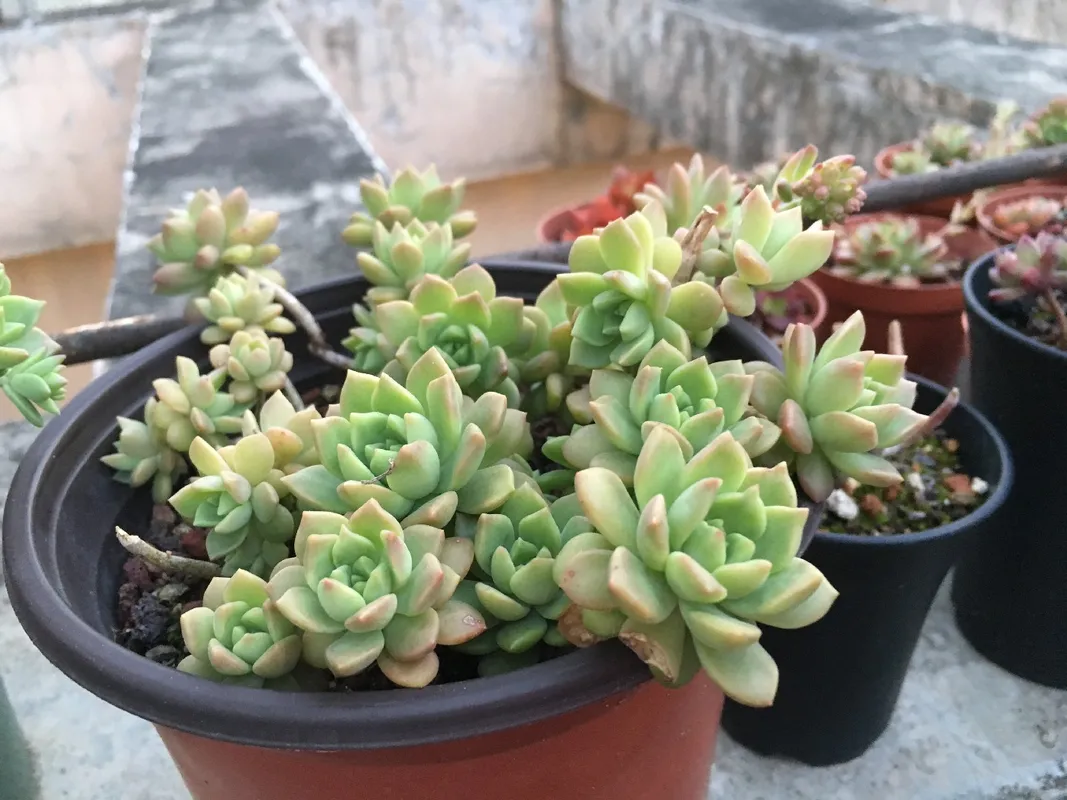 マッコスの多肉植物ガーデンの育て方は？