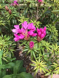 Wie beschneidet man Rhododendren 'Graziella'?