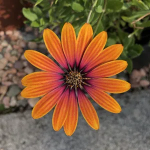 How to Grow and Care for African Daisy Purple Sun