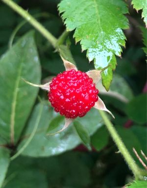 Roseleaf bramble - Rubus rosifolius (Taxonomy, Characteristics ...