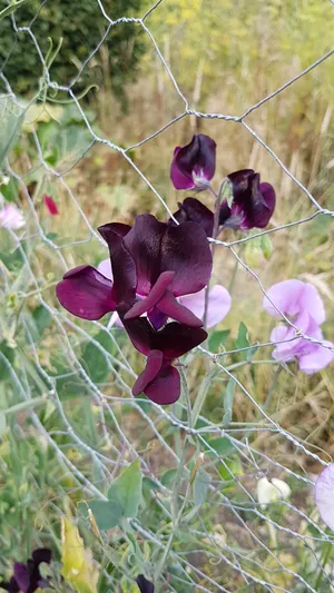 How to Grow and Care for Sweet pea 'Black Knight'