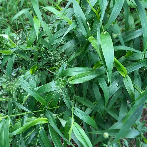 Deertongue grass
