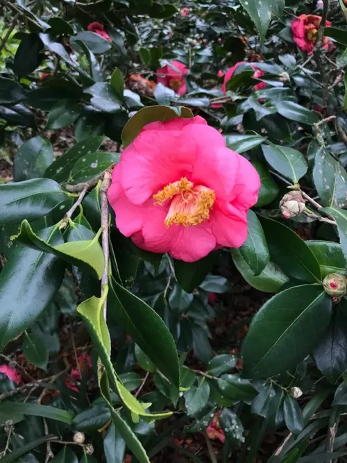 Japanese camellia 'Akashigata'