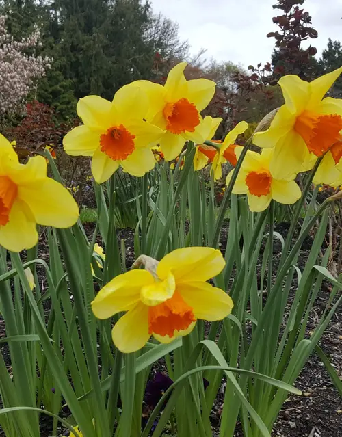 Daffodils 'Fortissimo'