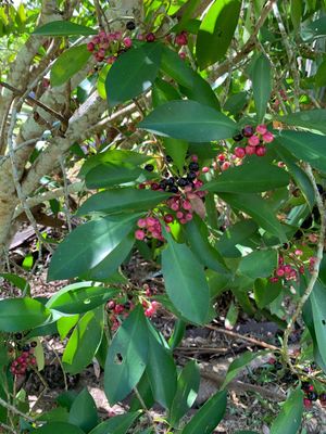 Marlberry - Ardisia squamulosa (Care, Characteristics, Flower, Images)