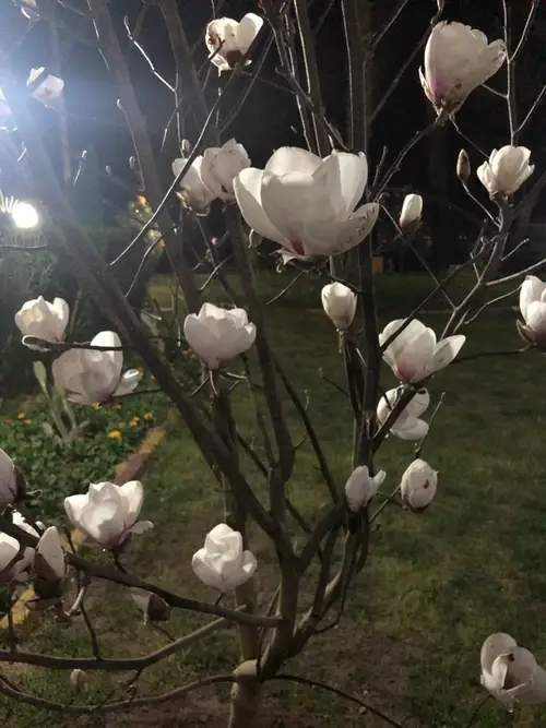 Magnolias 'Sayonara'