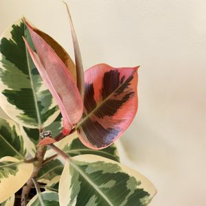 Rubber Tree 'Tricolor' (Ficus elastica 'Tricolor') - PictureThis