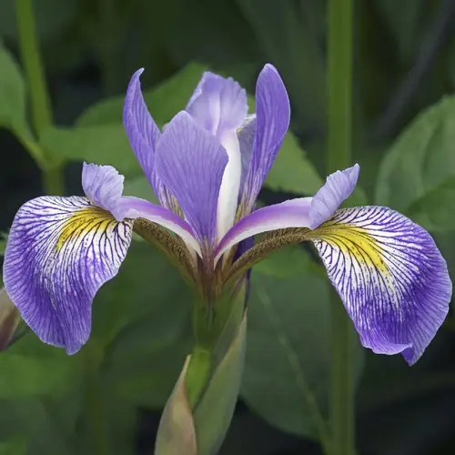Northern blue flag iris