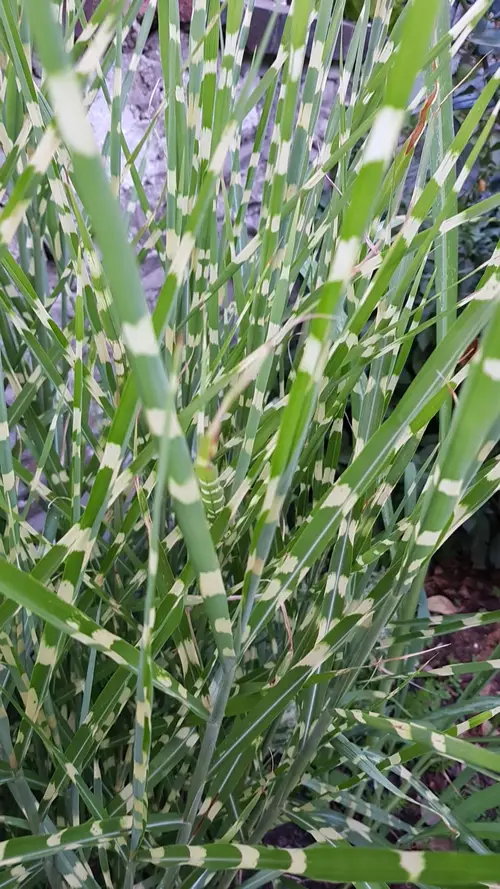 Chinese silver grass 'Gold Bar'