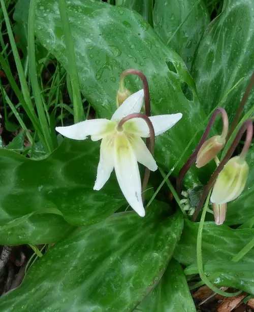 California fawn lily 'White Beauty'