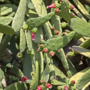 How to Grow and Care for Cochineal Nopal Cactus