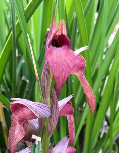 Scarce tongue-orchid