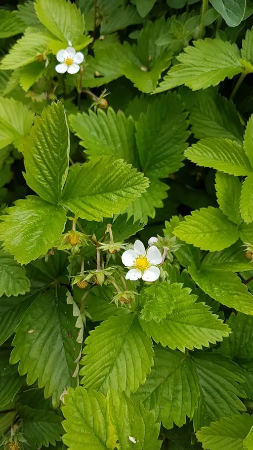 Woodland strawberry 'Mara des Bois'