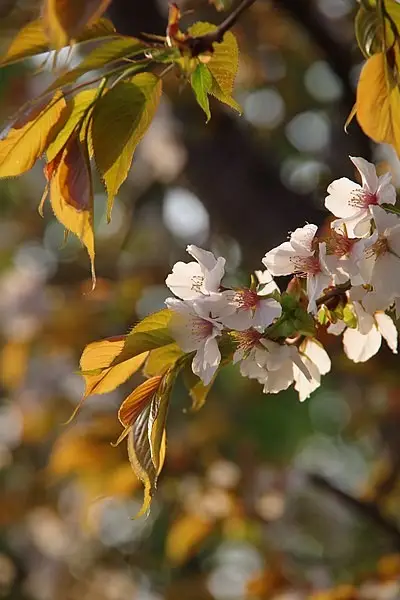 シキザクラ（四季桜）
