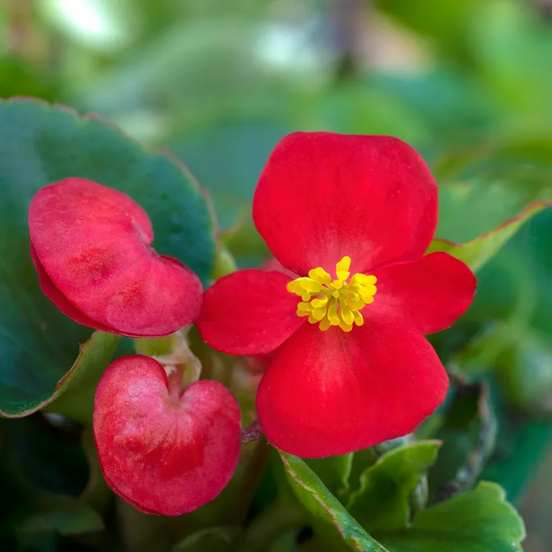 How to Fertilize Your Wax begonia for Optimal Growth?