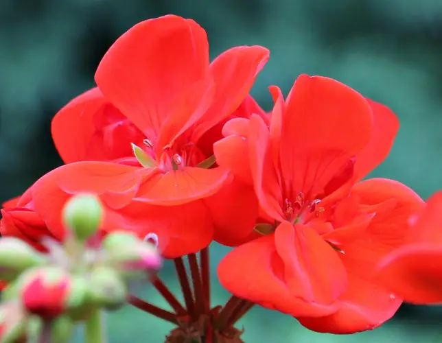 Horseshoe geranium