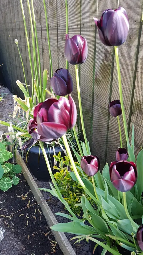 Tulips 'Havran'