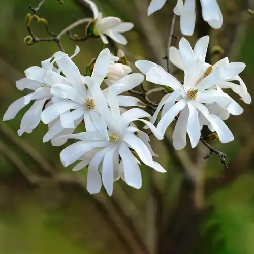 Magnolia estrellada