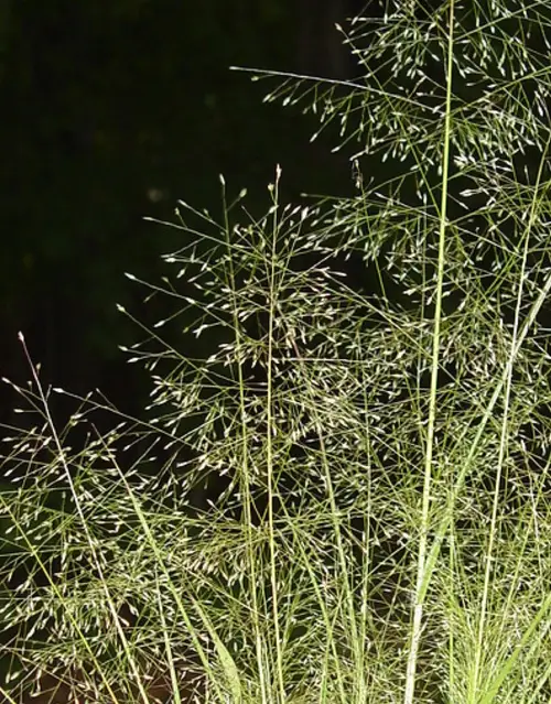 Eragrostis ferruginea