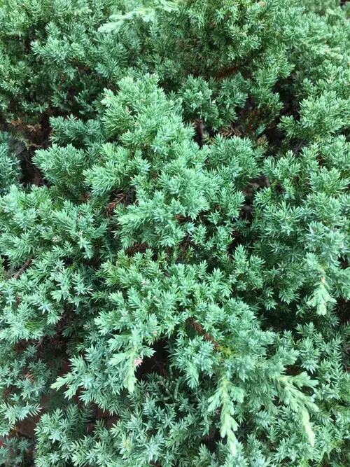Juniperus procumbens