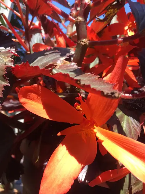 Begonia della Bolivia