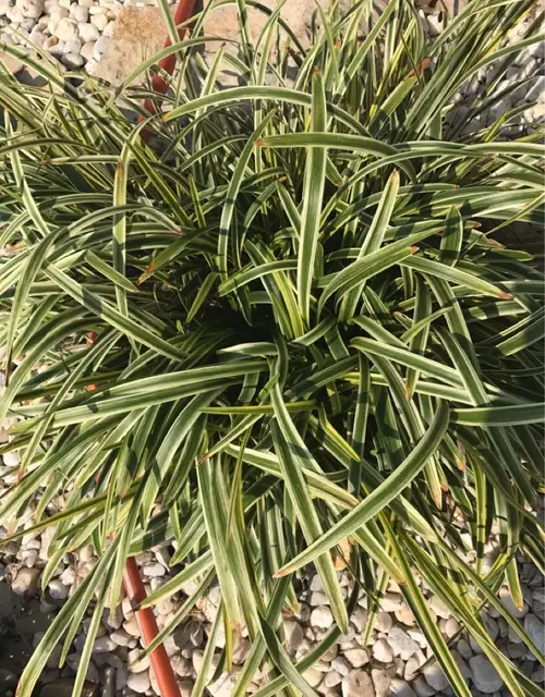 Tasmanian flax-lily