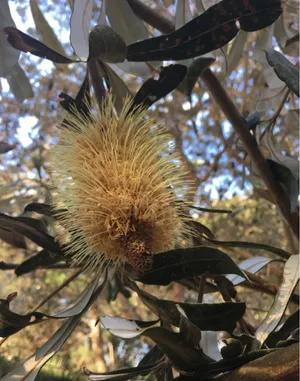 コースト・バンクシア (ケア, 特徴, 花, 画像)