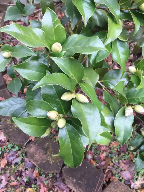 Camellia furfuracea