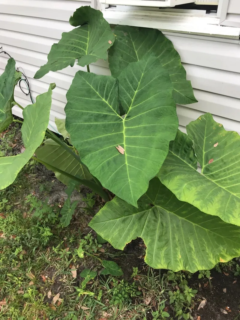 How Much Sunlight Does Arrowleaf elephant's ear Need?