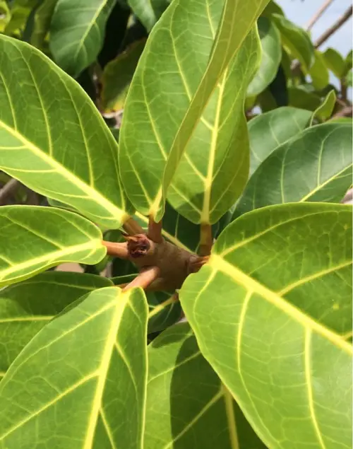 Ficus pedunculosa