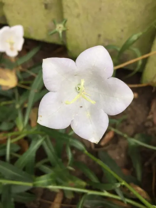 페르시키폴리아초롱꽃
