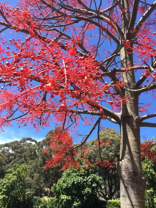 Illawarra flame tree