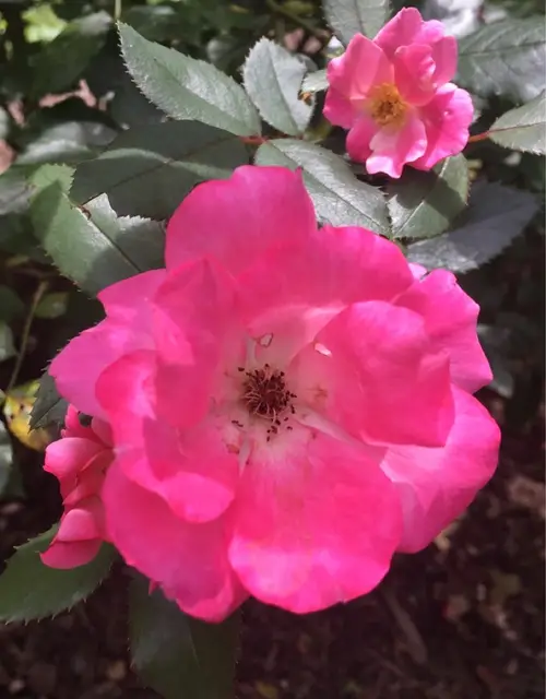 Rosa alpina