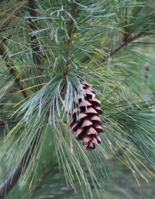 Western white pine
